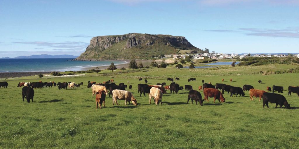 Cape Grim Cattle supplied to Clancy James