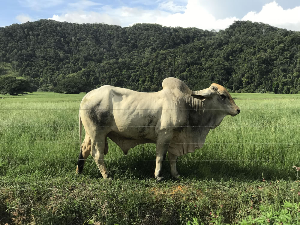 Grass Fed Beef Cattle From Sustainable Australian Farms